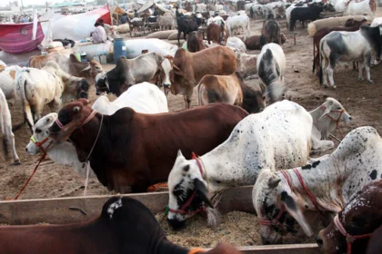 Eid-ul-Adha 2026: Federal government announces 3-day public holiday