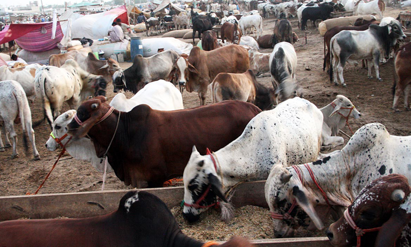 Eid-ul-Adha 2026: Federal government announces 3-day public holiday