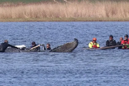 Rescued whale found dead in Denmark