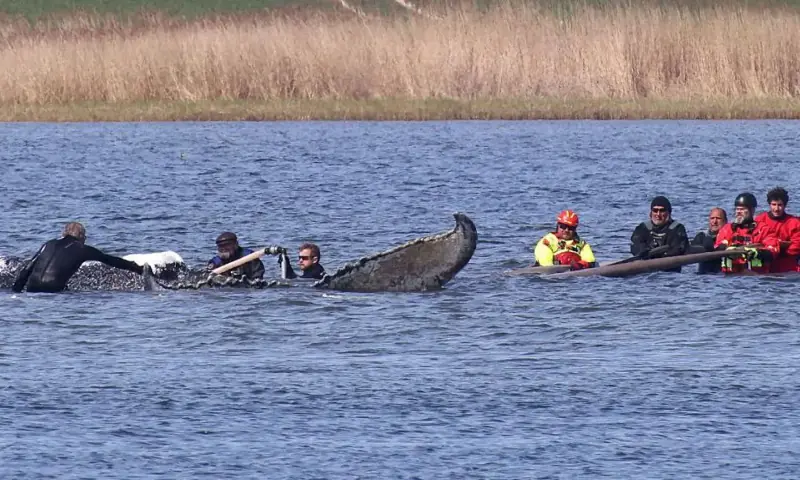 Rescued whale found dead in Denmark