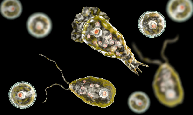 Another case of Naegleria reported in Karachi, 44-year-old patient transferred to ventilator