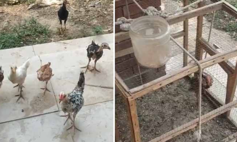 Poultry farm established in Punjab University's Electrical Department